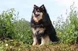 CHIEN FINNOIS DE LAPONIE 693